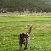 Dog Walking Fields category