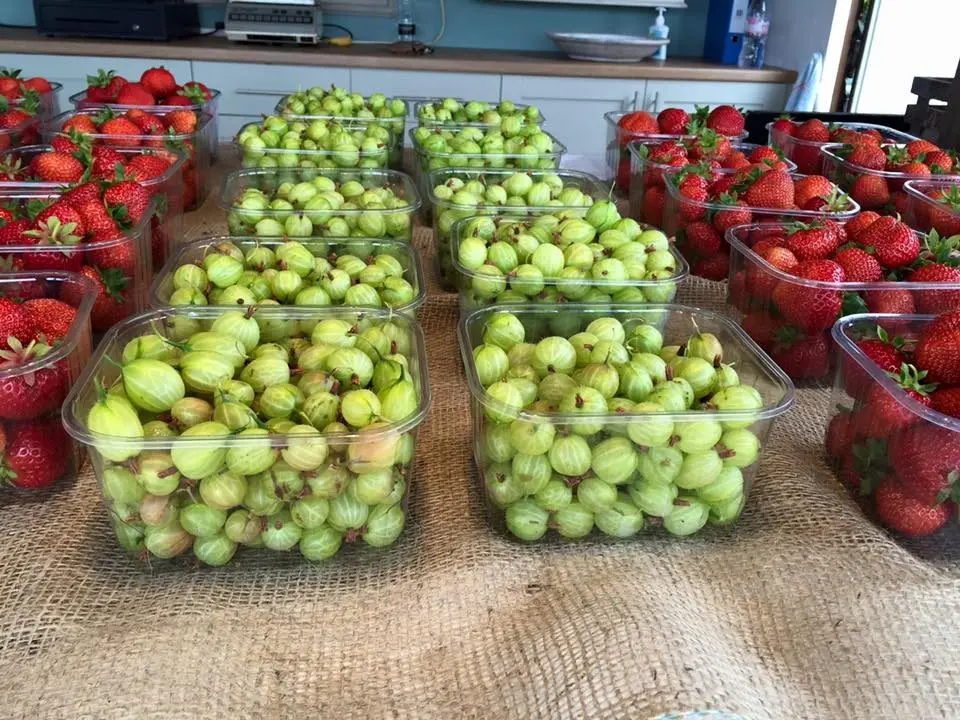 Brittain's Berries - School Farm, Retford photo 1