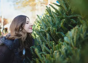 Nunton Lodge Farm Christmas Trees main photo