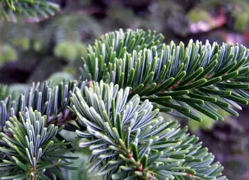 Nunton Lodge Farm Christmas Trees