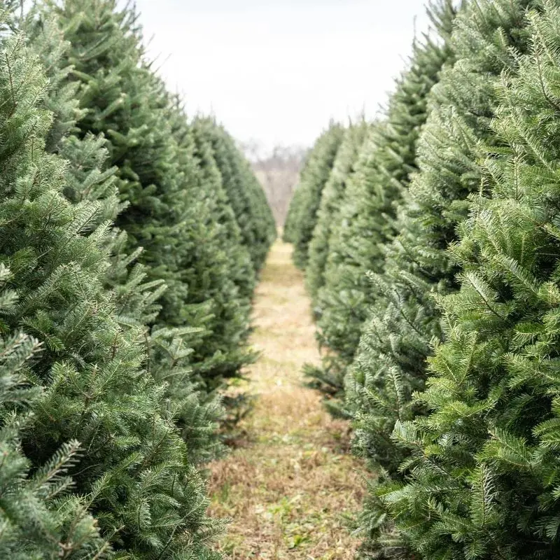 Welford Christmas Tree Farm photo 1