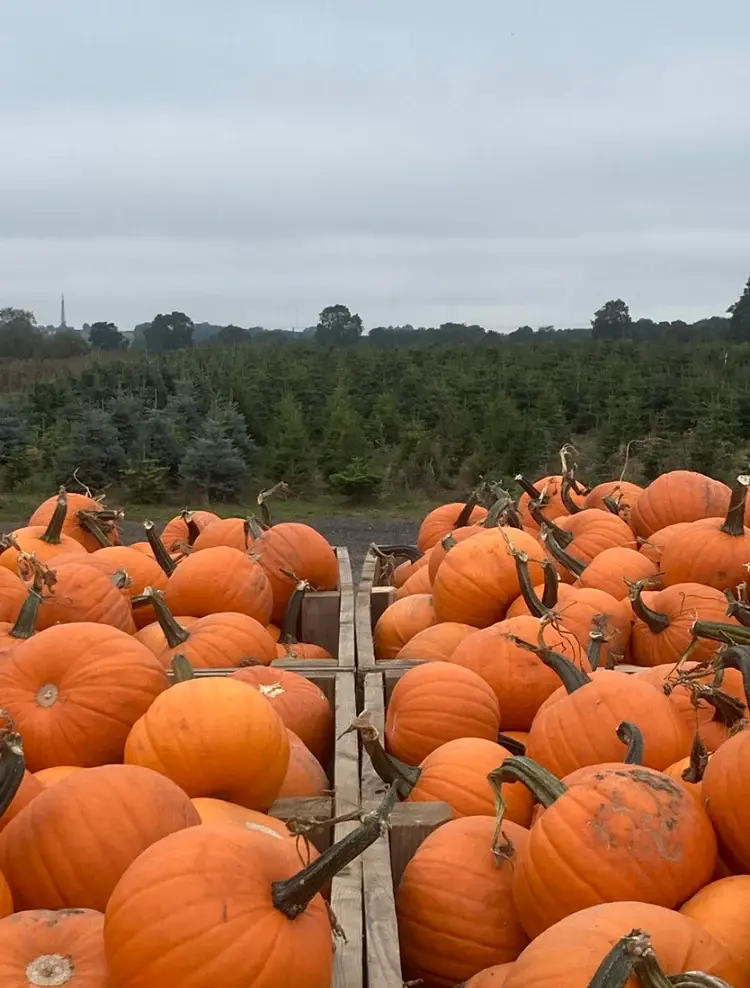 Welford Christmas Tree Farm photo 3