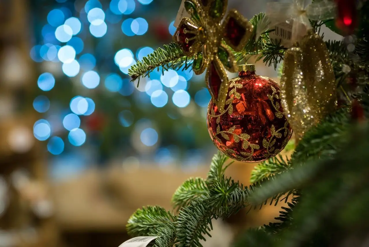 Catsfield Christmas Tree Farm photo 2