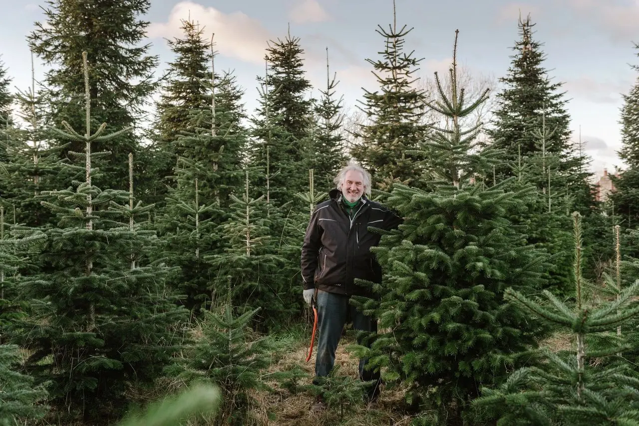Snowbird Christmas Tree Farm main photo