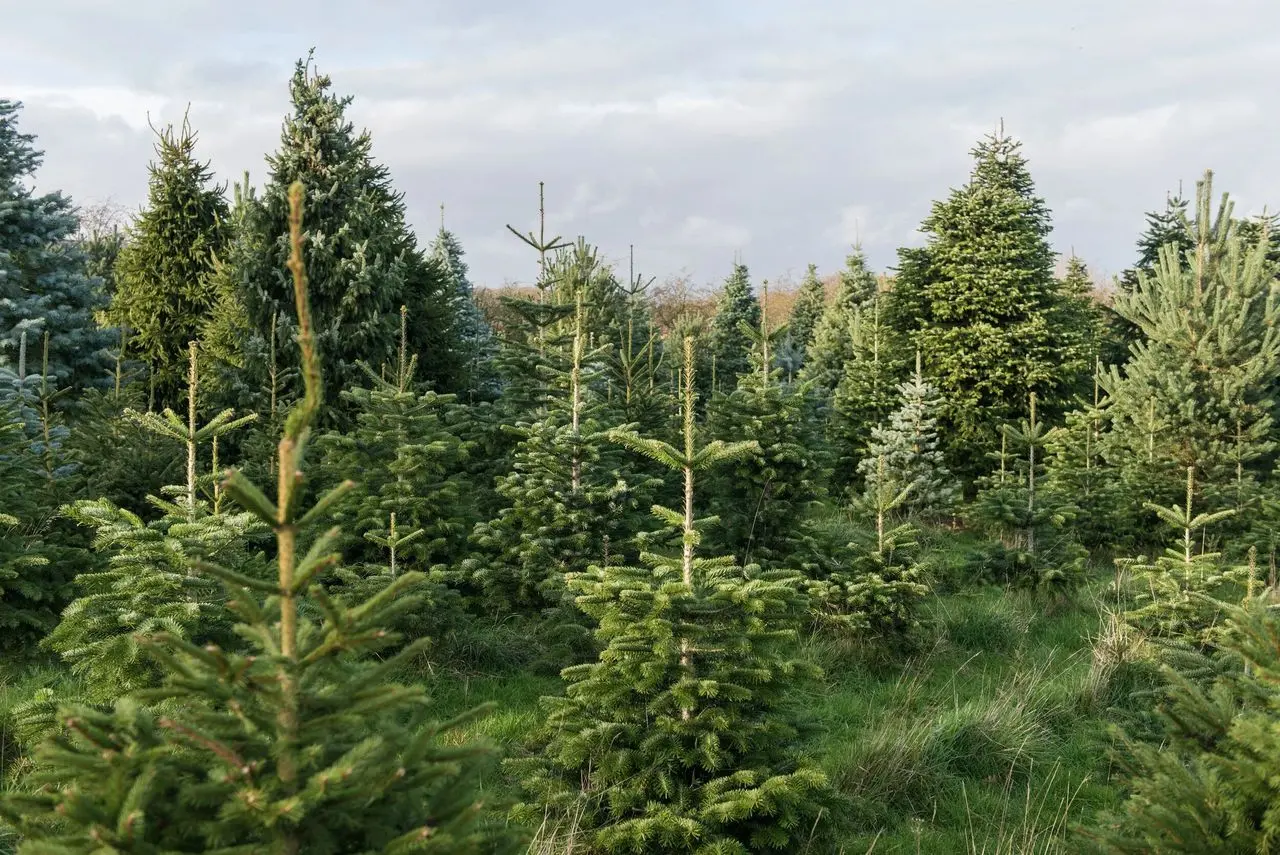 Snowbird Christmas Tree Farm photo 2