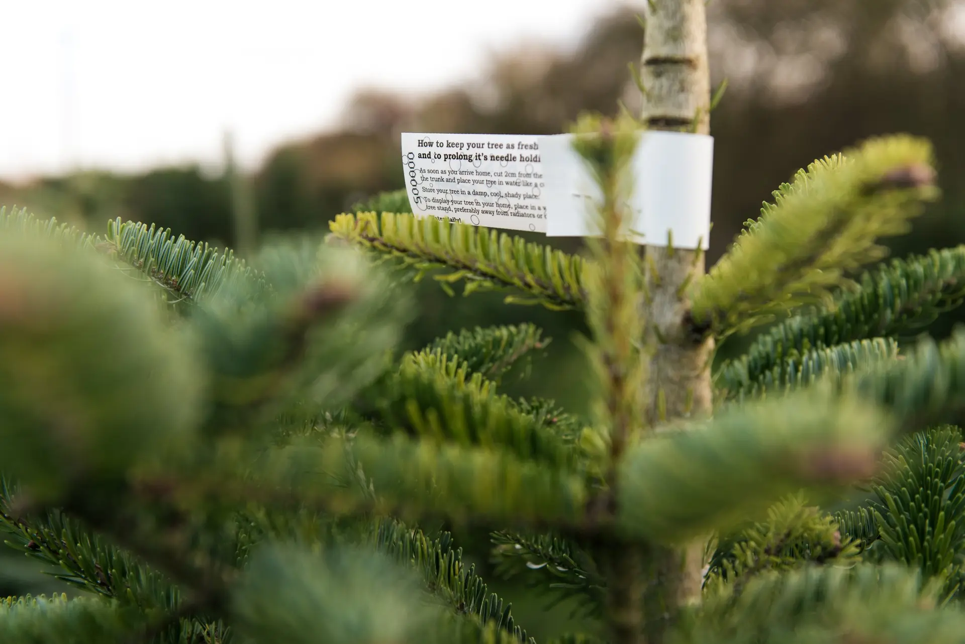 Snowbird Christmas Tree Farm photo 3