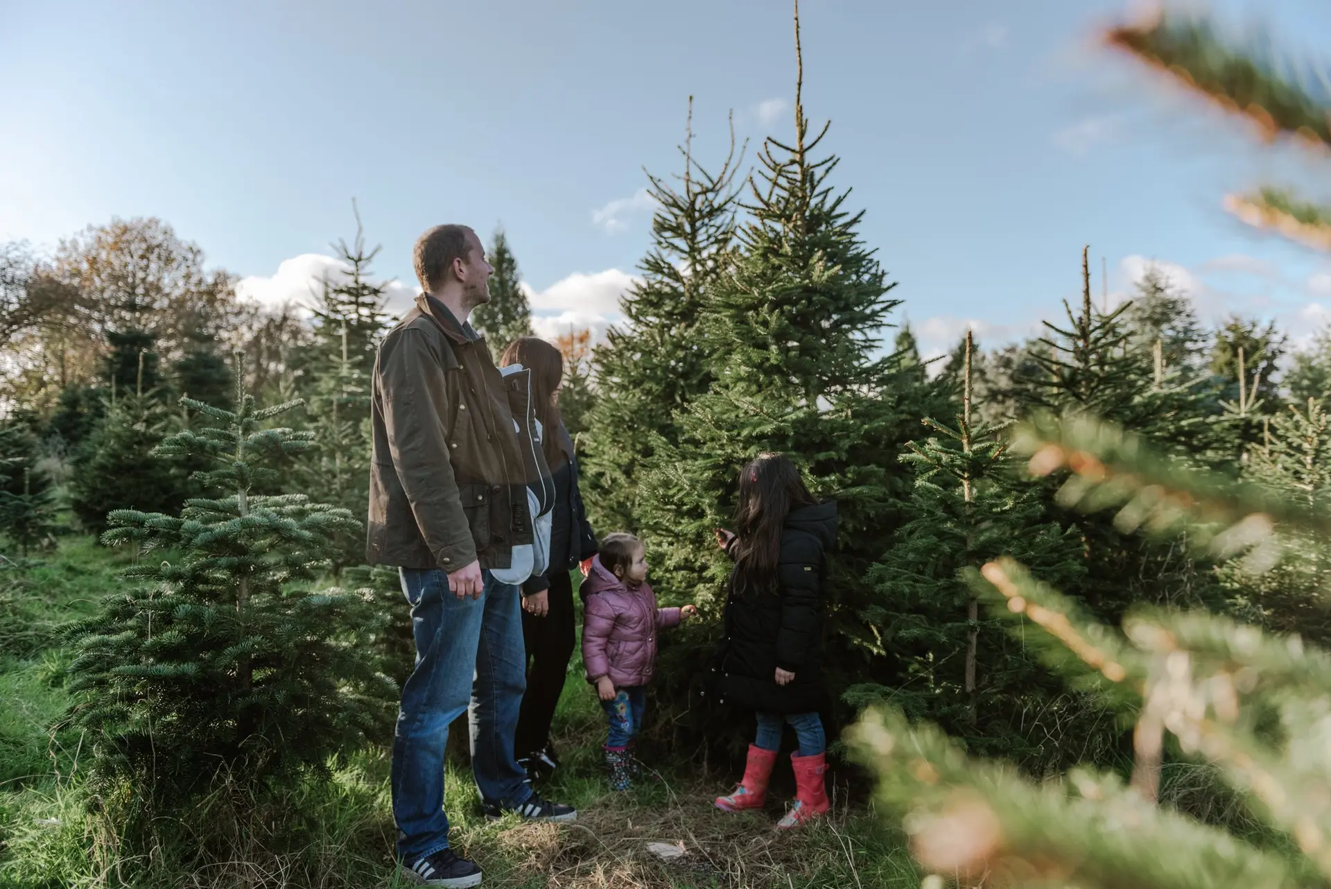Snowbird Christmas Tree Farm photo 4