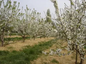 Boyces at Manstree (Boyces Nursery, Fruit Farm & Manstree Vineyard) photo 1