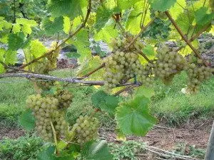 Boyces at Manstree (Boyces Nursery, Fruit Farm & Manstree Vineyard) photo 4