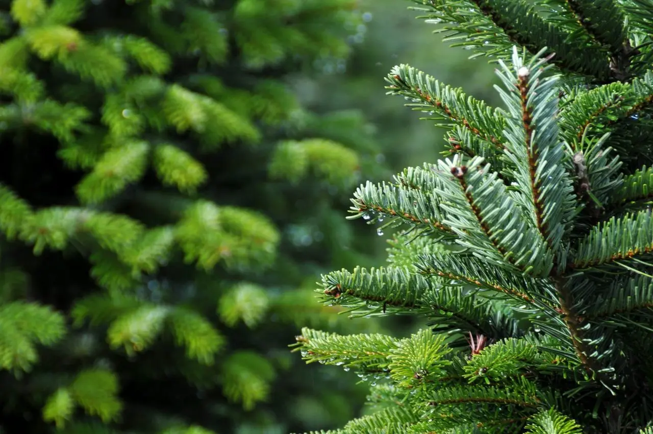 Ripponden Christmas Tree Farm main photo