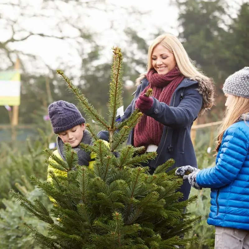 Ripponden Christmas Tree Farm photo 1