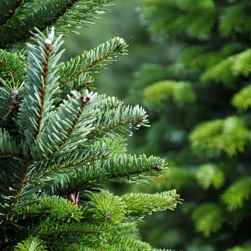 Ripponden Christmas Tree Farm photo 2