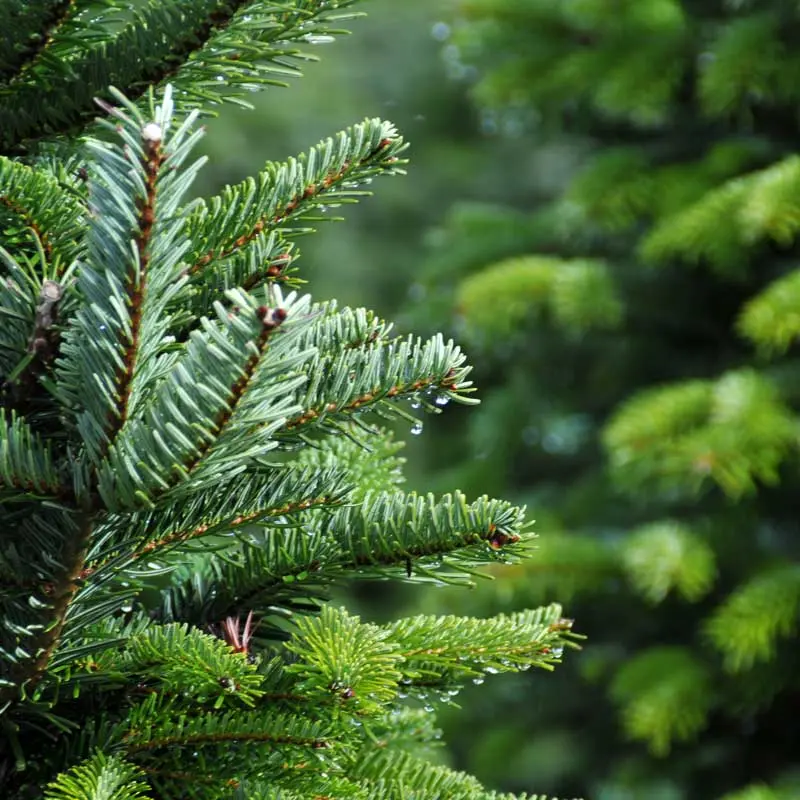 Ripponden Christmas Tree Farm photo 4