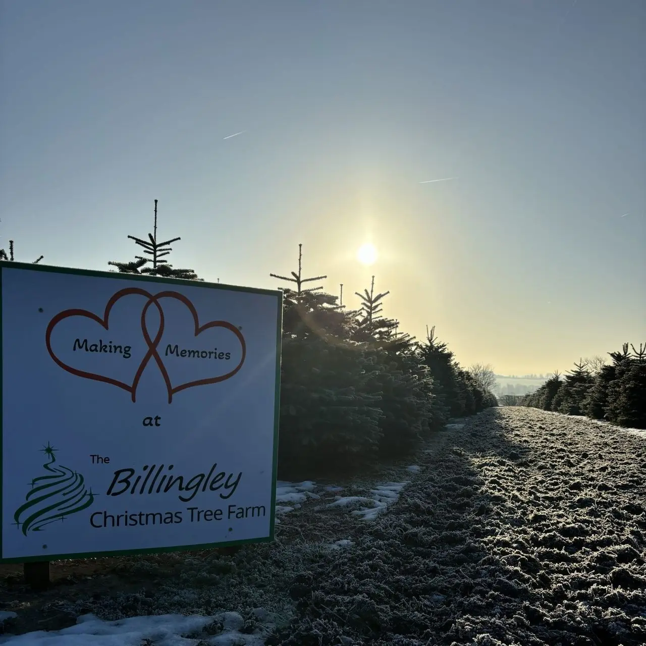 Billingley Christmas Tree Farm photo 1