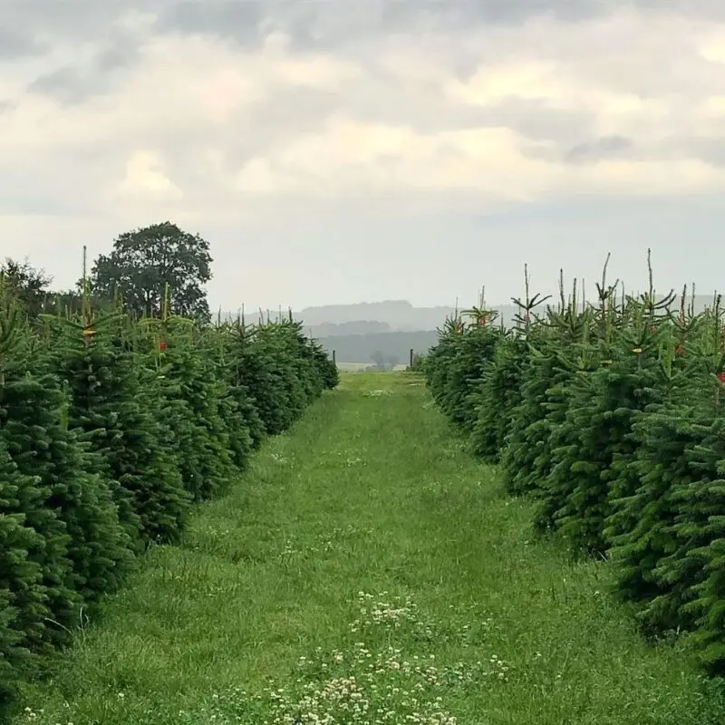Billingley Christmas Tree Farm photo 4