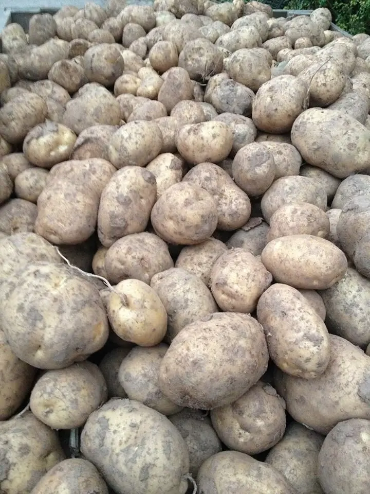 Maxey's Farm Shop photo 1