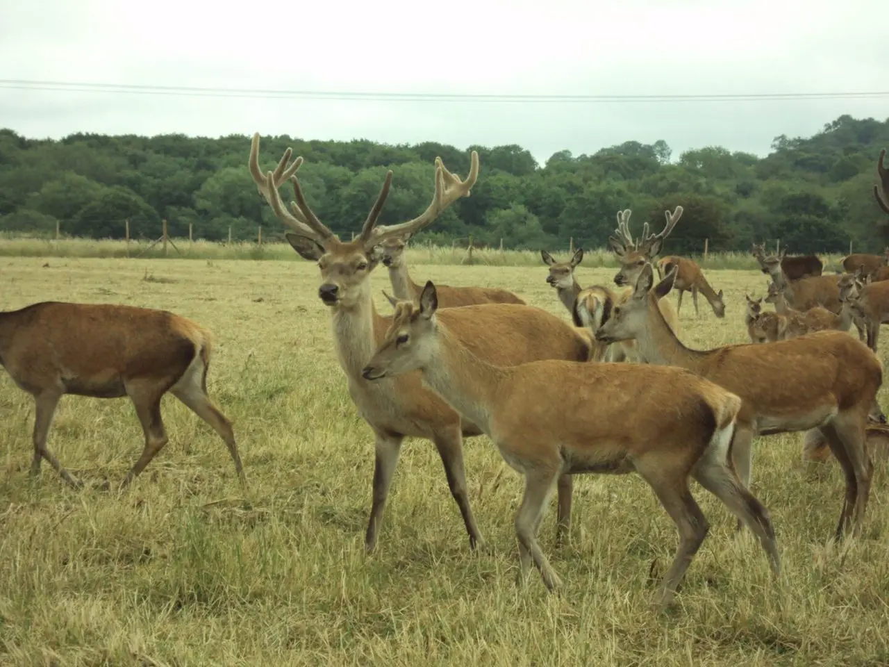 Hill Farm Packington (Antlers and Alpaca farm shop and café) photo 3