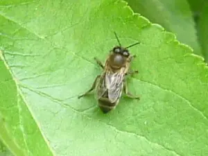 Applebee Orchard and Apiary
