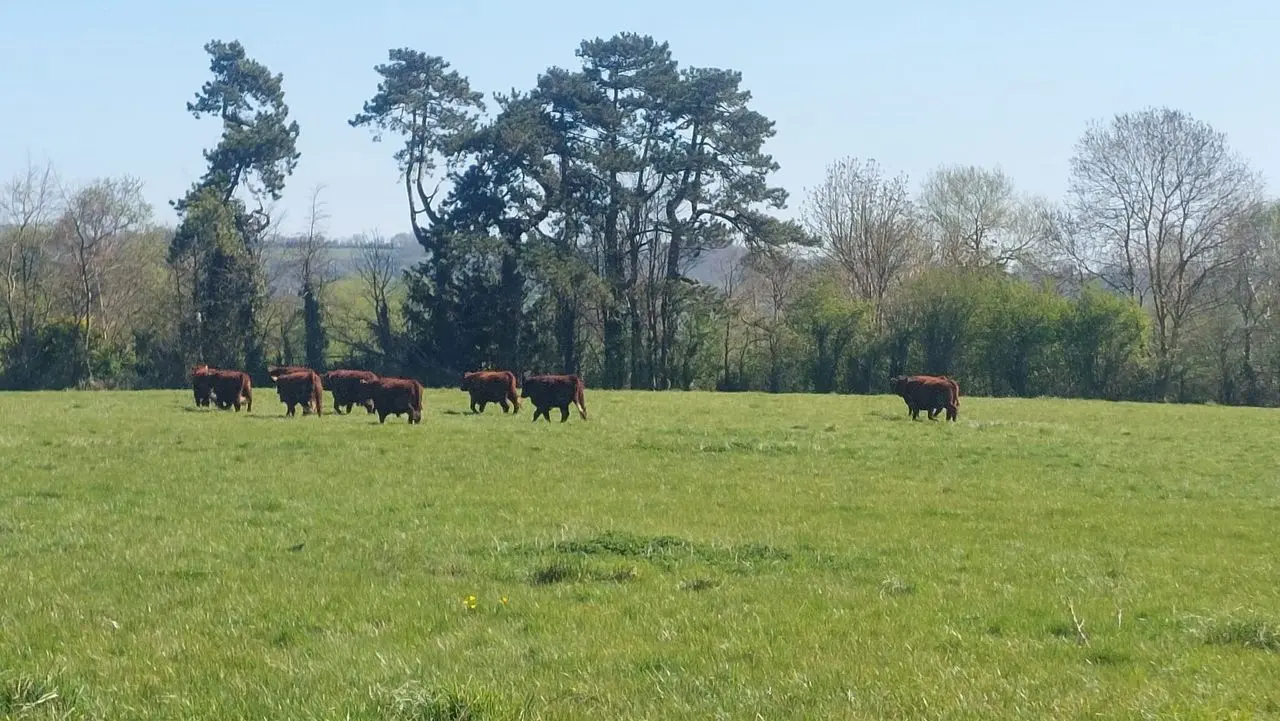 Stathe Bungalow Farm photo 1