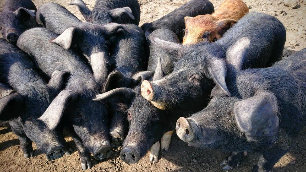 Orchard View Farm photo 1