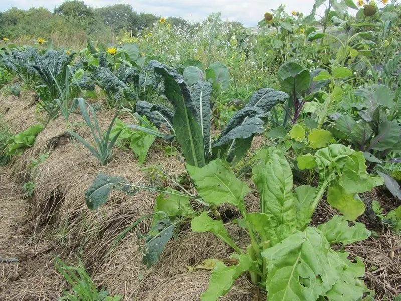 Harvest Workers' Co-op (Harvest Farm Shop) photo 2