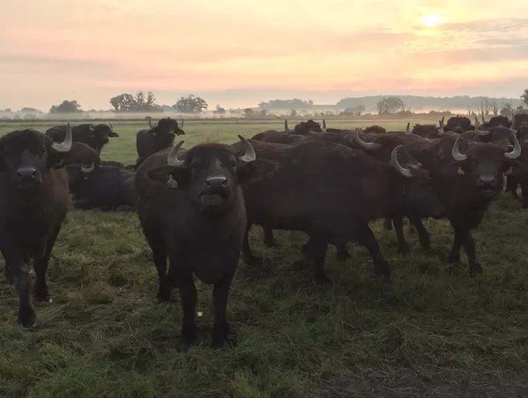 West Country Water Buffalo (Buffalicious) photo 1