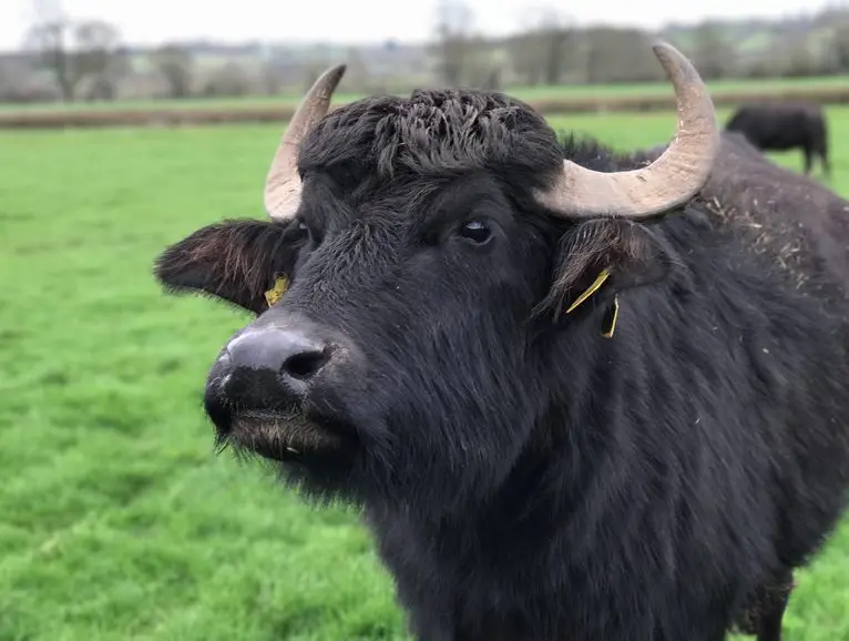 West Country Water Buffalo (Buffalicious) photo 3