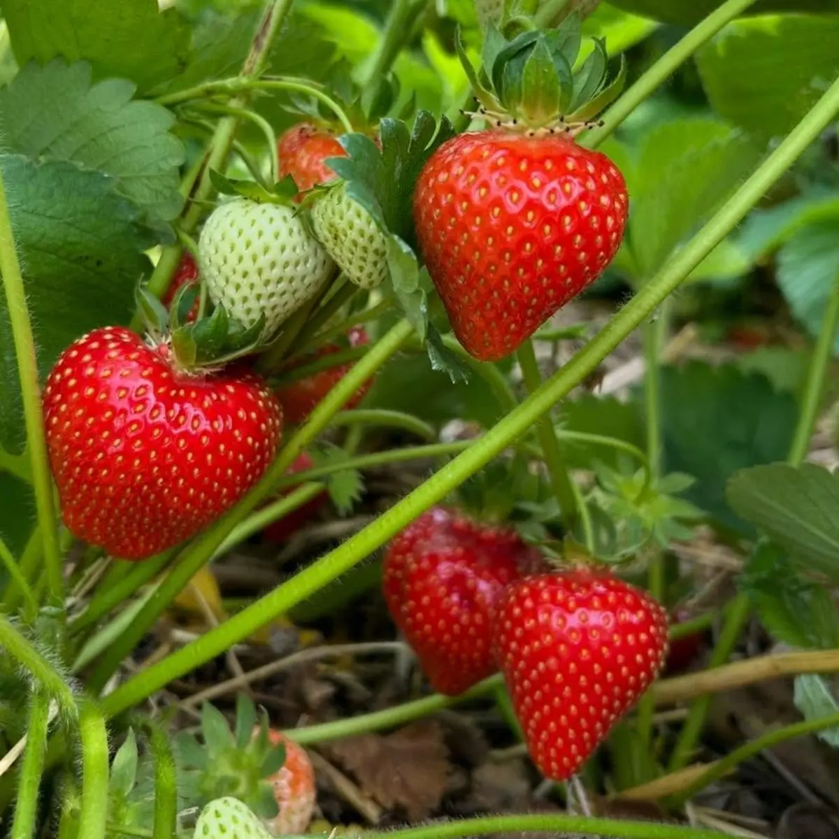Hillfield Nursery & Farm Shop photo 4