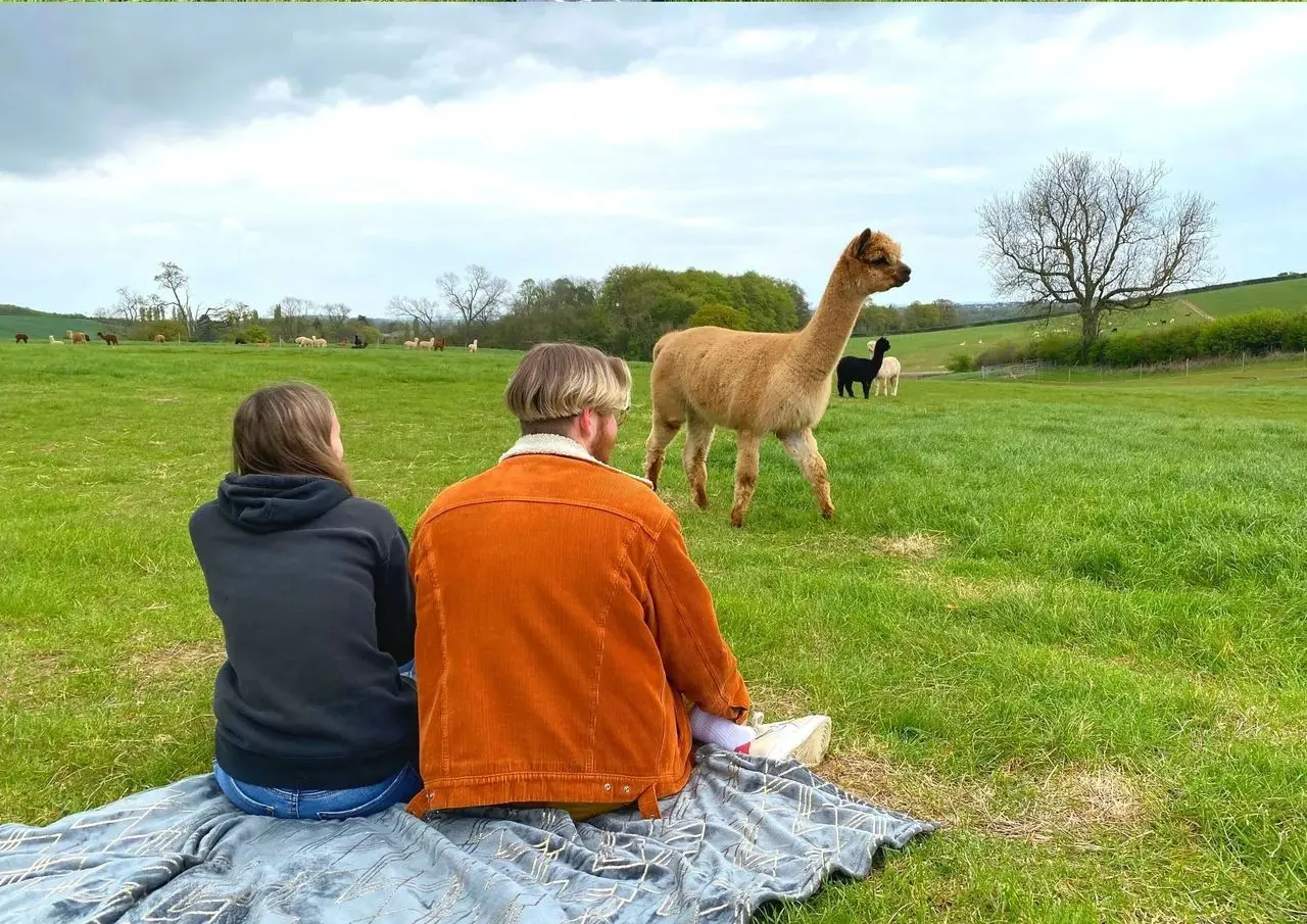 Charnwood Forest Alpacas photo 1