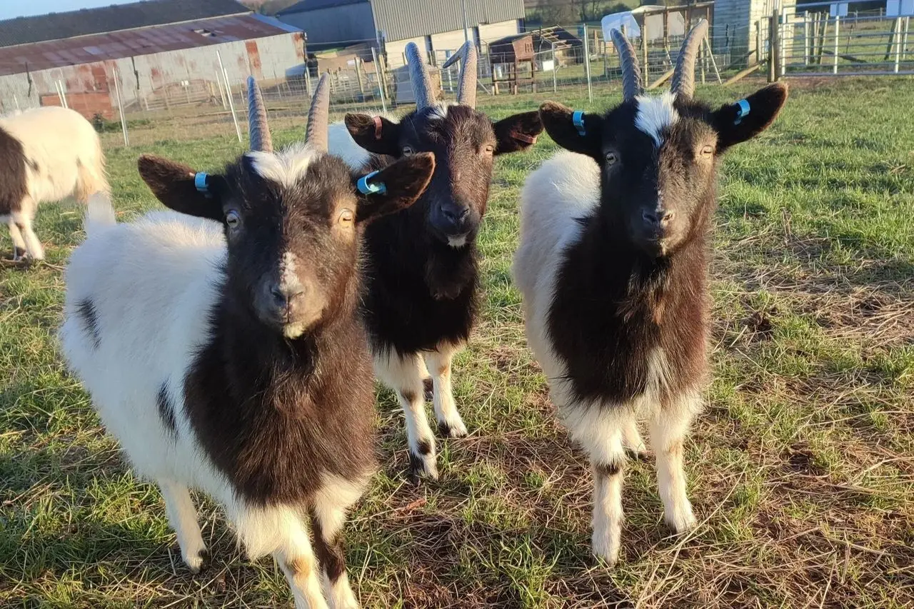 Charnwood Forest Alpacas photo 2