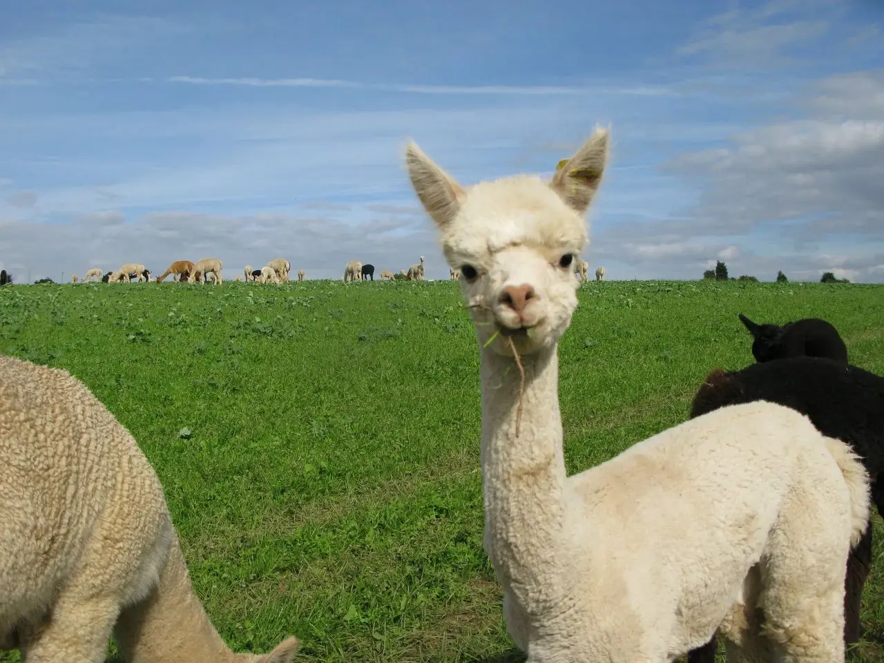 Charnwood Forest Alpacas photo 3