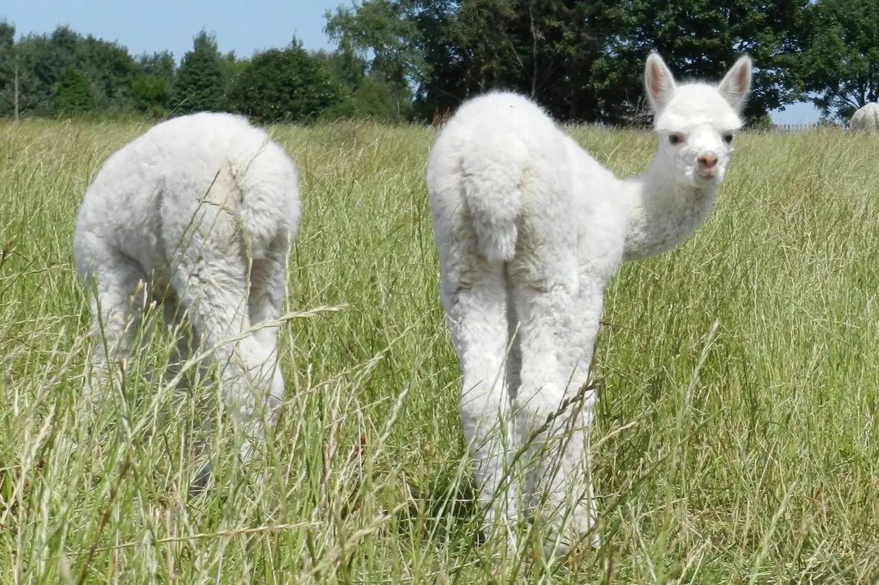 Charnwood Forest Alpacas photo 4
