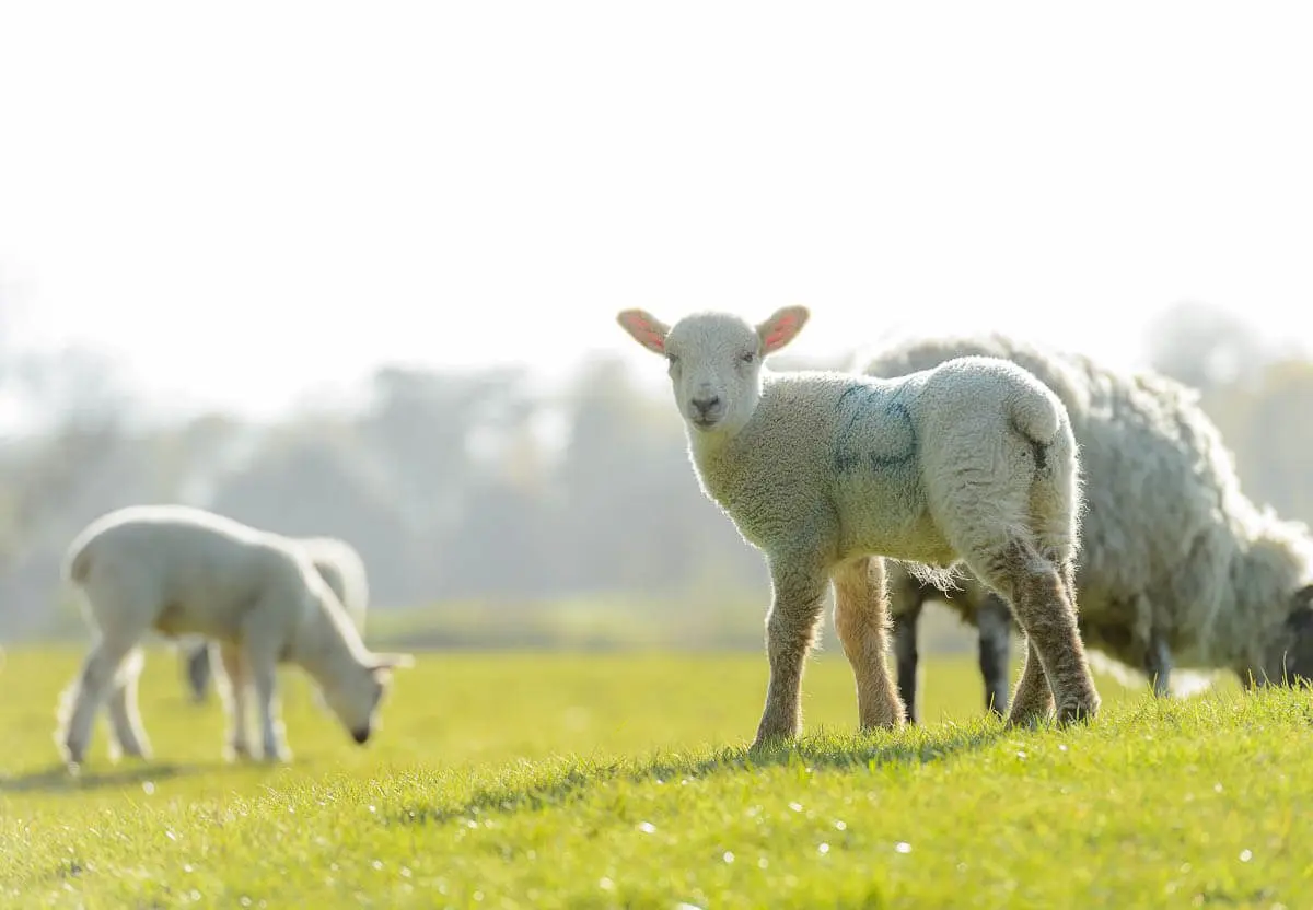 March House Farm photo 2