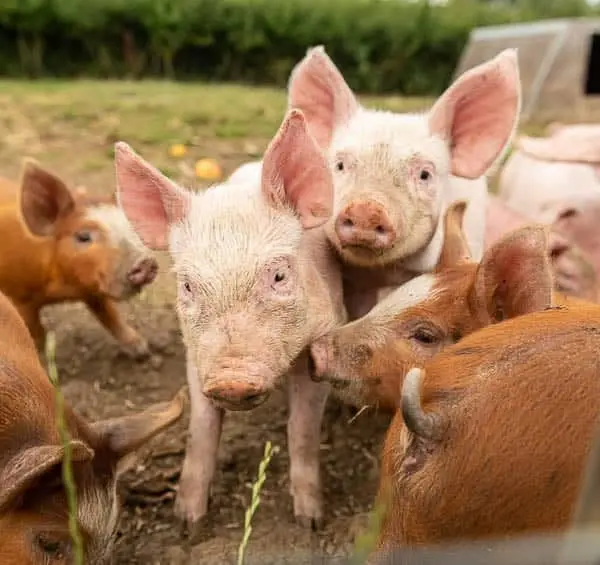 March House Farm photo 4