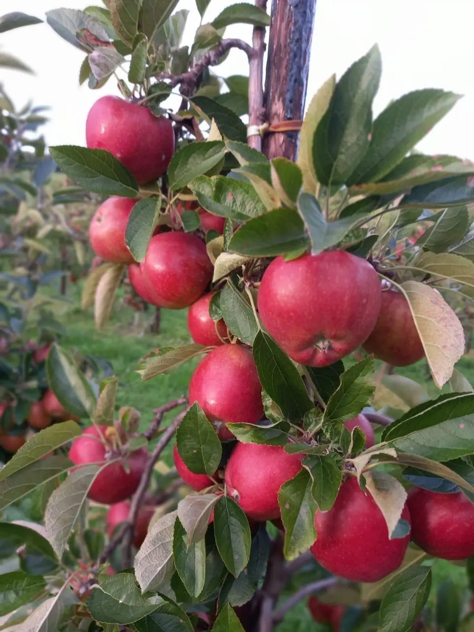 Pippins Farm Orchards photo 3
