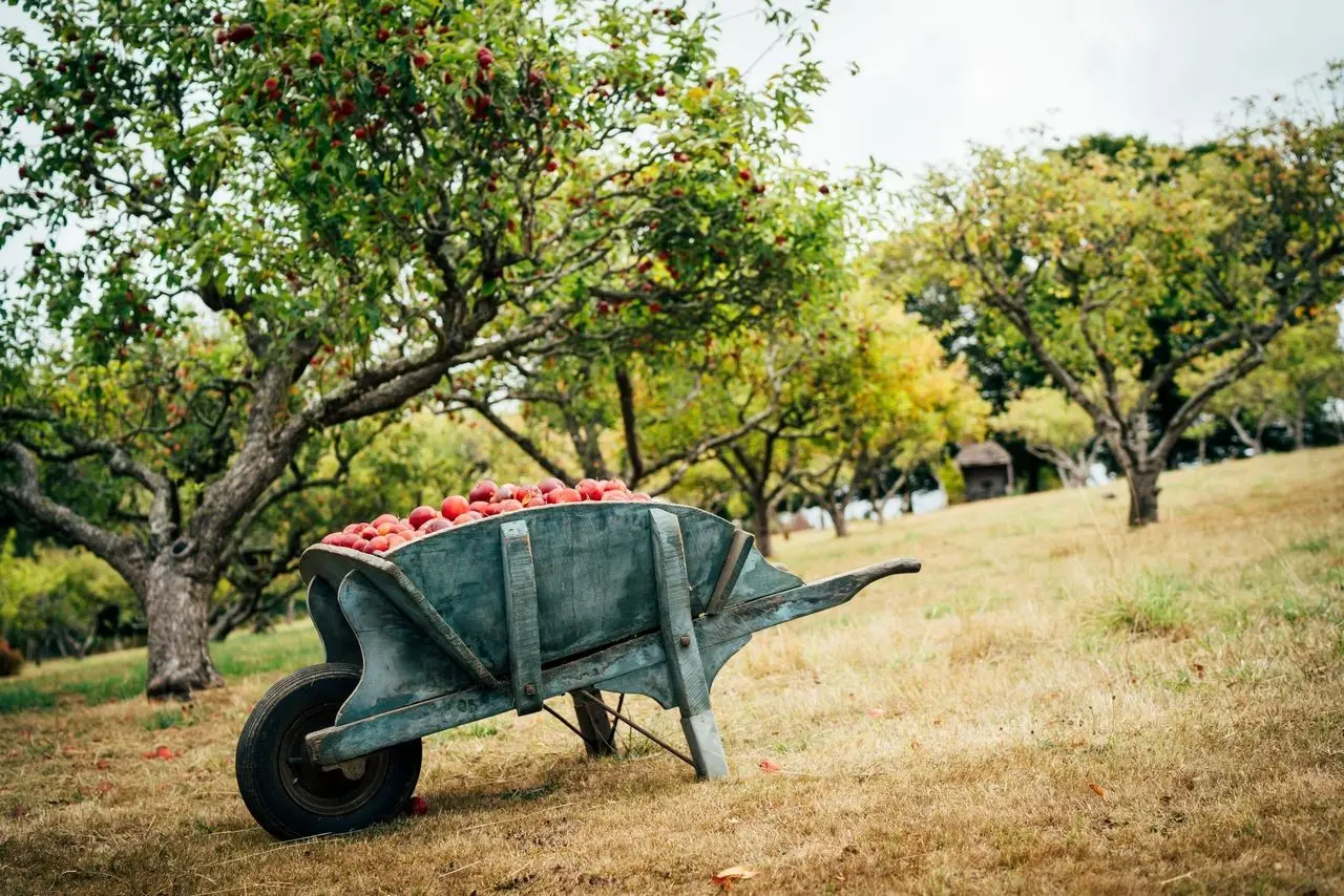New Forest Cider photo 1