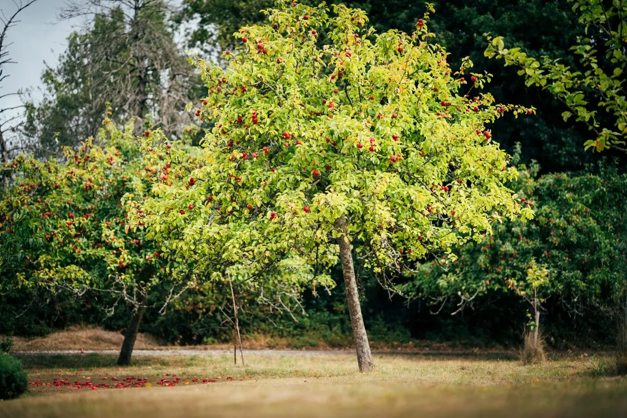 New Forest Cider photo 3