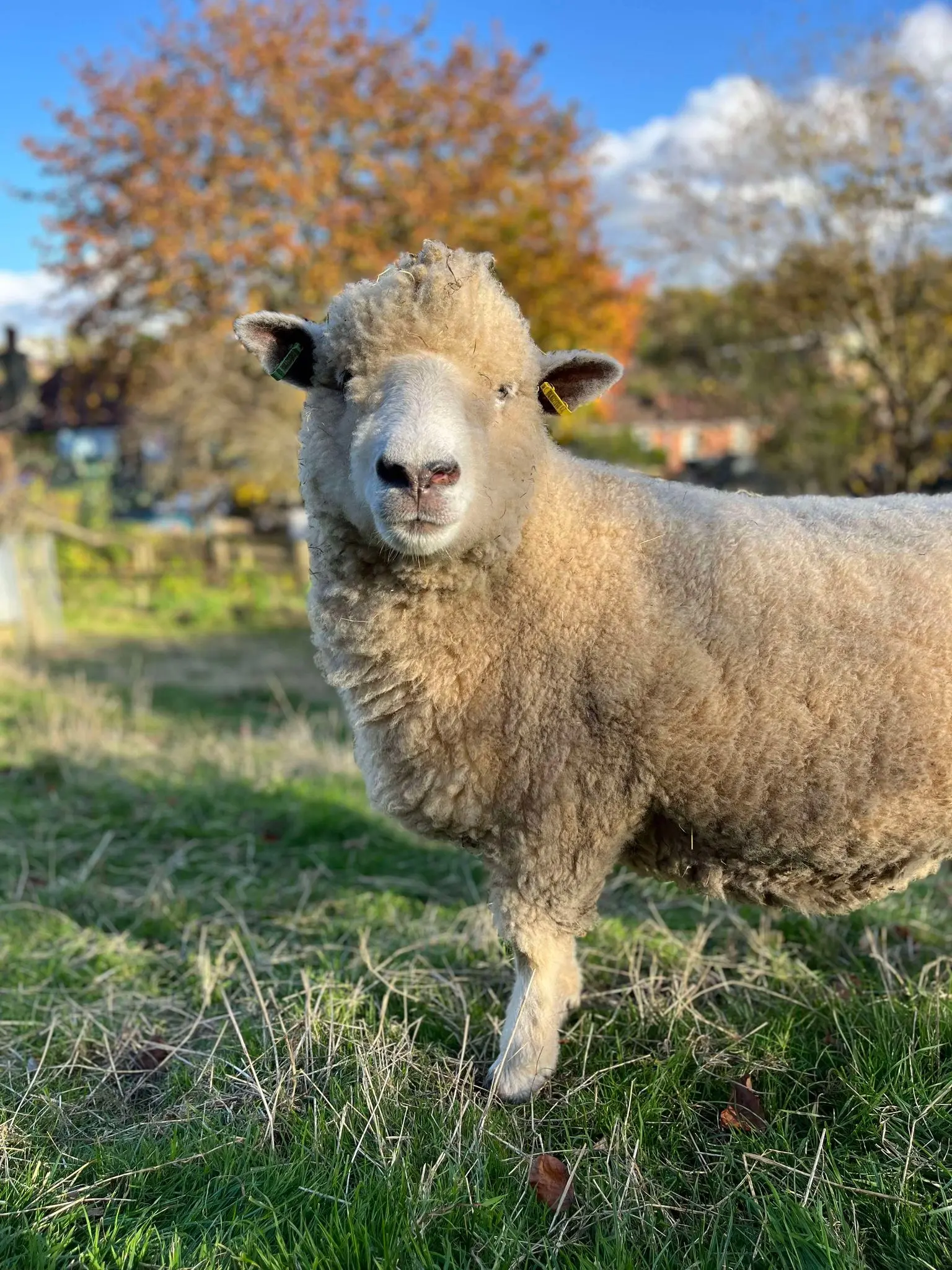 St Werburghs City Farm photo 4