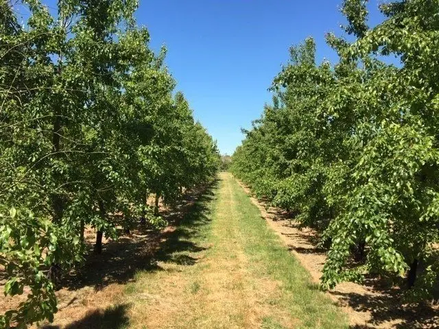 Sheppy's Cider Farm photo 1