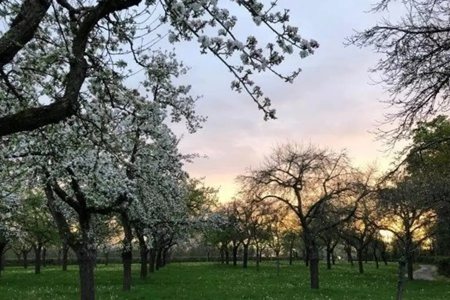 Sheppy's Cider Farm photo 4