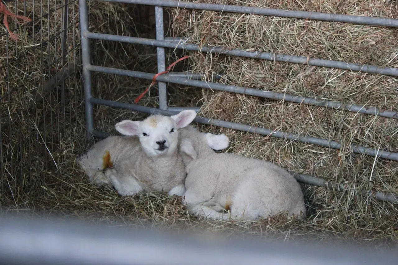 Washingpool Farm Shop & Restaurant photo 3