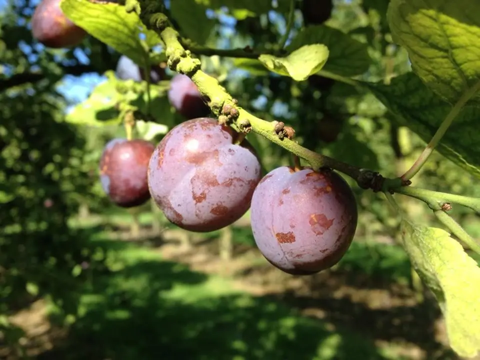 Cam Valley Orchards Fruit Farm photo 1