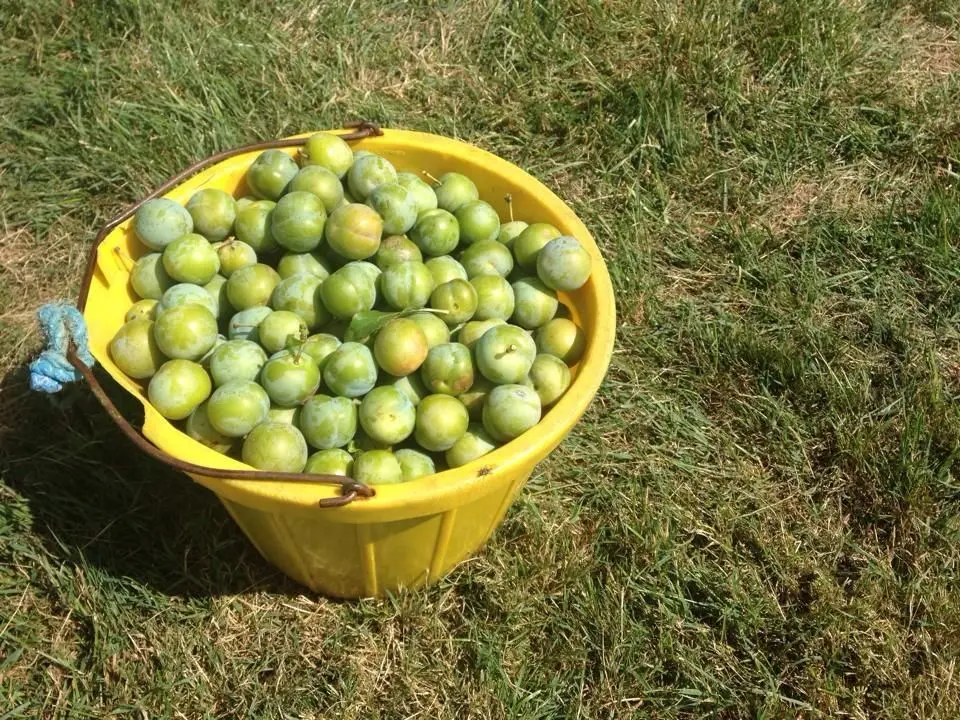 Cam Valley Orchards Fruit Farm photo 2