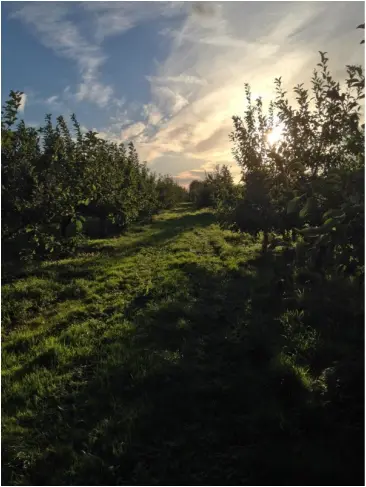 Cam Valley Orchards Fruit Farm photo 4
