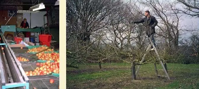 Park Fruit Farm