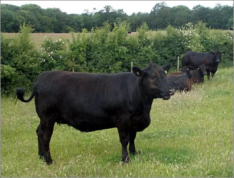 Homer Hill Farm Shop photo 2
