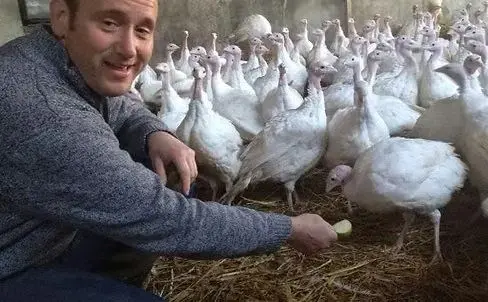 Fields Farm Fresh Christmas Turkeys