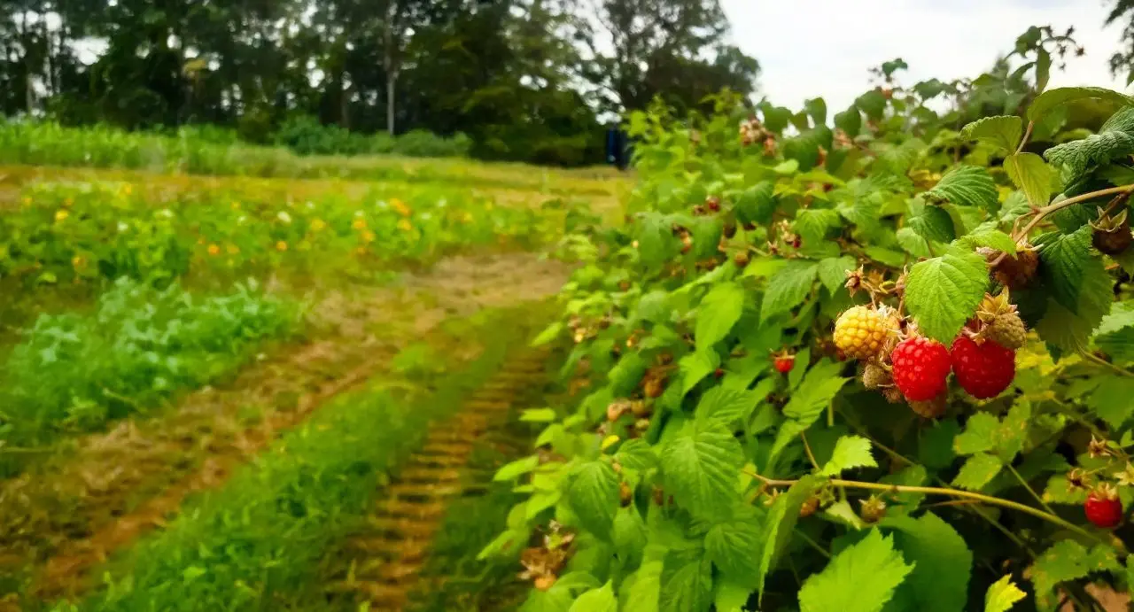 Bearstone Fruit Farm main photo