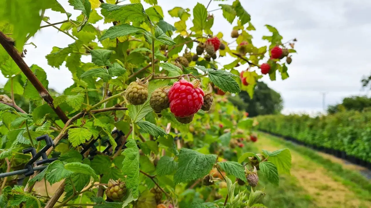 Bearstone Fruit Farm photo 3