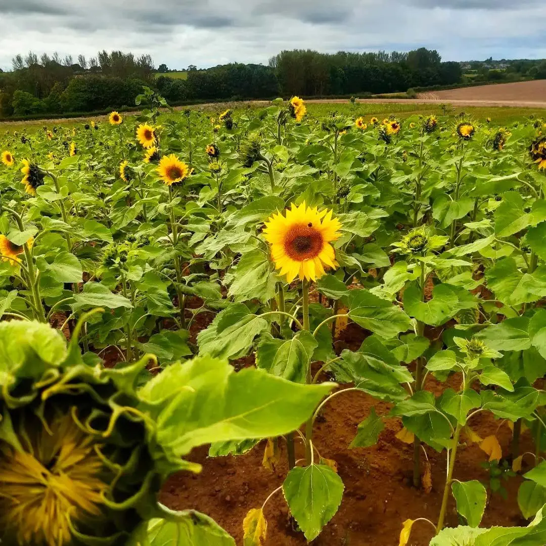 Bearstone Fruit Farm photo 4